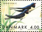 Barn Swallow (Hirundo rustica)