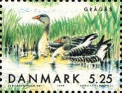 Greylag Goose (Anser anser)