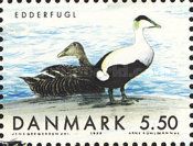 Common Eider (Somateria mollissima)
