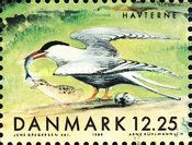 Arctic Tern (Sterna paradisaea)