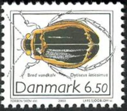 Diving Beetle (Dytiscus latissimus)
