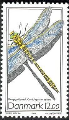 Golden-ringed Dragonfly (Cordulegaster boltonii)