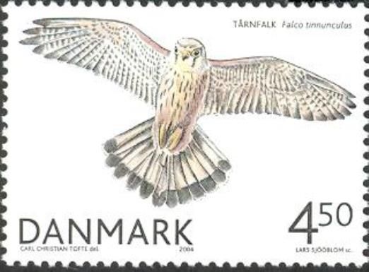 Common Kestrel (Falco tinnunculus)