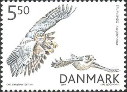 Eurasian Sparrowhawk (Accipiter nisus)