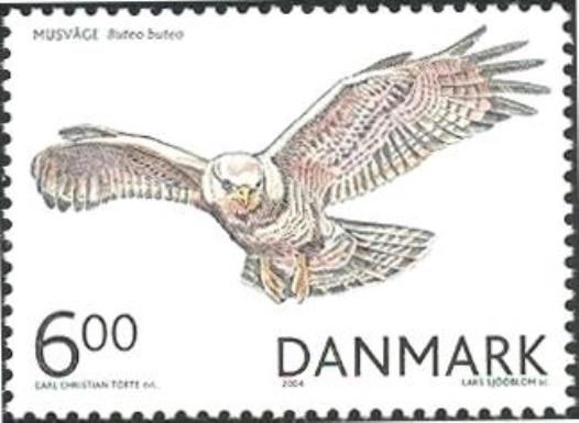 Common Buzzard (Buteo buteo)