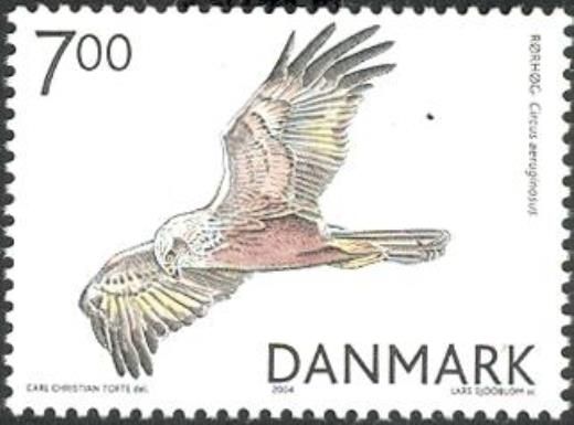 Western Marsh-harrier (Circus aeruginosus)