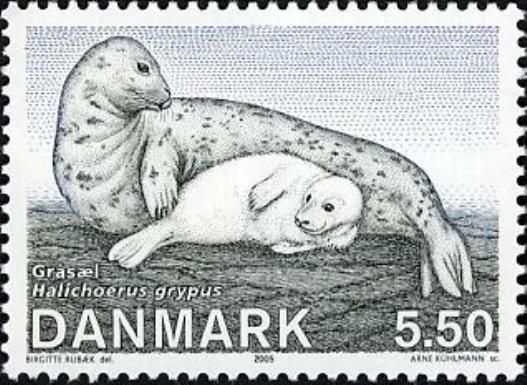 Gray Seal (Halichoerus grypus)