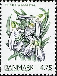 Snowdrop (Galanthus nivalis)