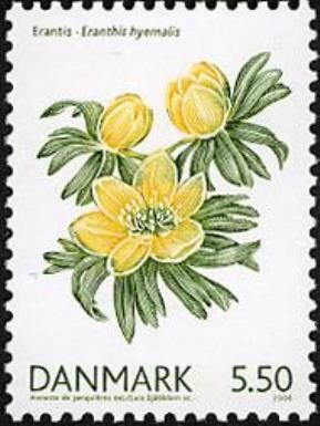 Winter Aconite (Eranthis hyemalis)