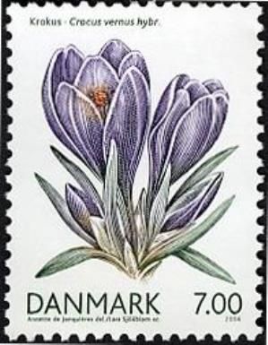 Spring Crocus (Crocus vernus)