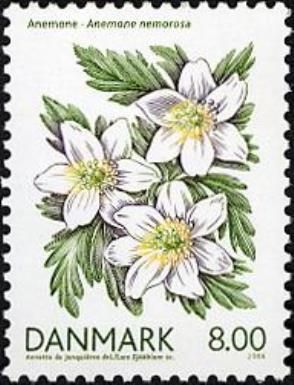 European Wood Anemone (Anemone nemorosa)