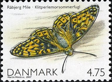 Niobe Fritillary (Fabriciana niobe)