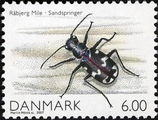 Green Tiger Beetle (Cicindela campestris)