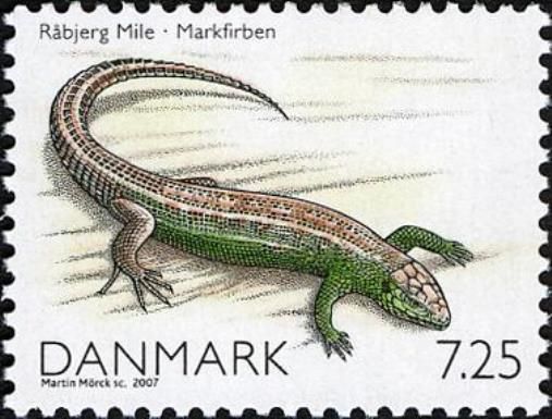 Sand Lizard (Lacerta agilis)