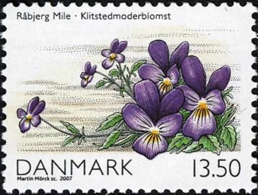 Dune pansy (Viola tricolor subsp. maritima)