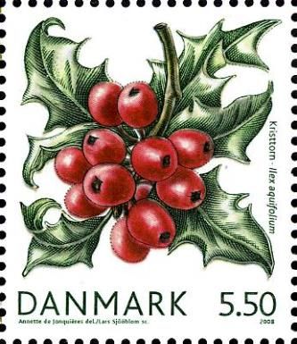 Common holly (Ilex aquifolium)