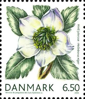 Christmas rose (Helleborus niger)