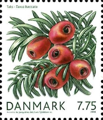 Taxus (Taxus baccata)