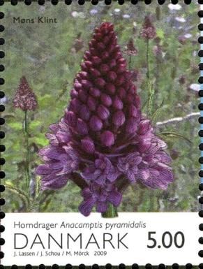 Pyramidal Orchid (Anacamptis pyramidalis)