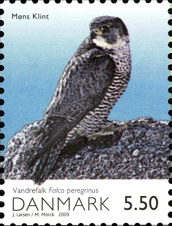 Peregrine Falcon (Falco peregrinus)