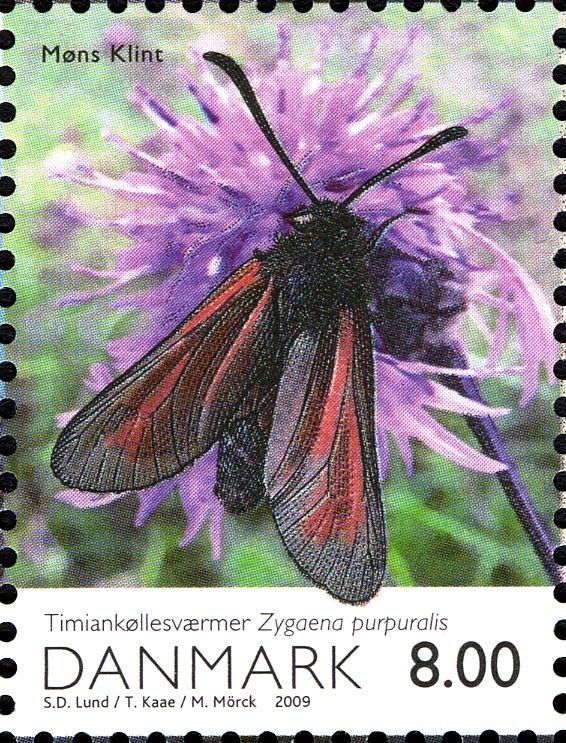 Transparent Burnet (Zygaena purpuralis)