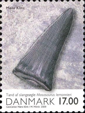 Fossile tooth of Mosasaurus lemonnieri