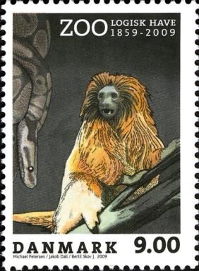 Golden Lion Tamarin (Leontopithecus rosalia)