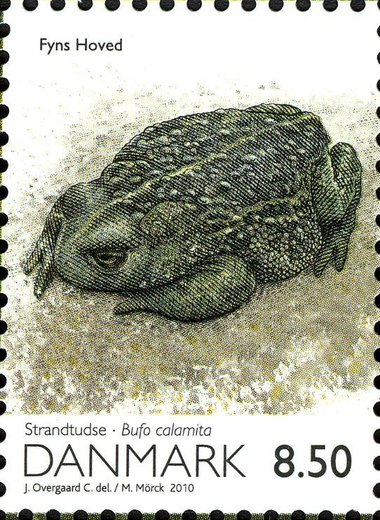 Natterjack Toad (Bufo calamita)