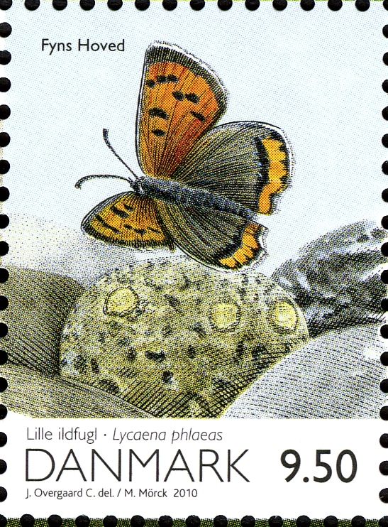 Common Copper (Lycaena phlaeas), from m/s