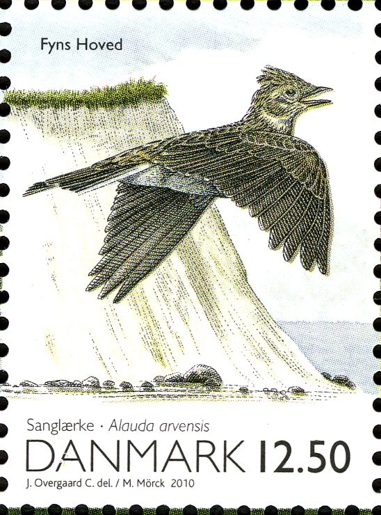 Eurasian Skylark (Alauda arvensis)