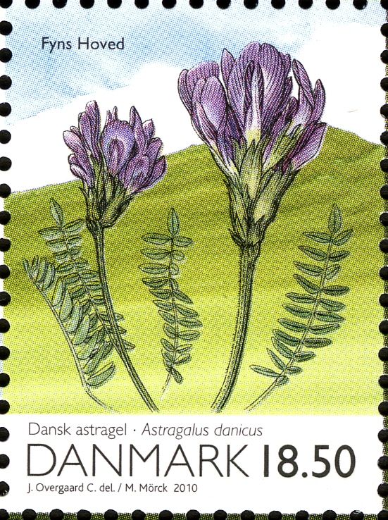Purple Milk-vetch (Astragalus danicus), from m/s