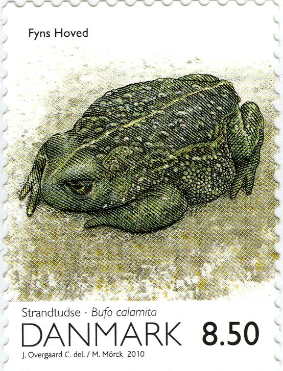 Natterjack Toad (Bufo calamita)