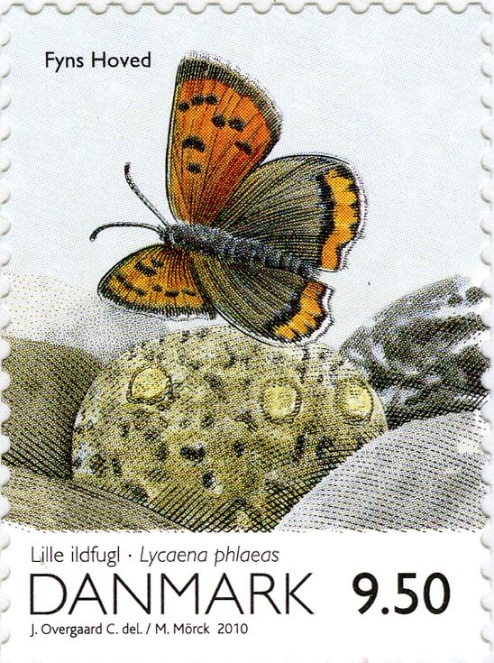 Common Copper (Lycaena phlaeas)