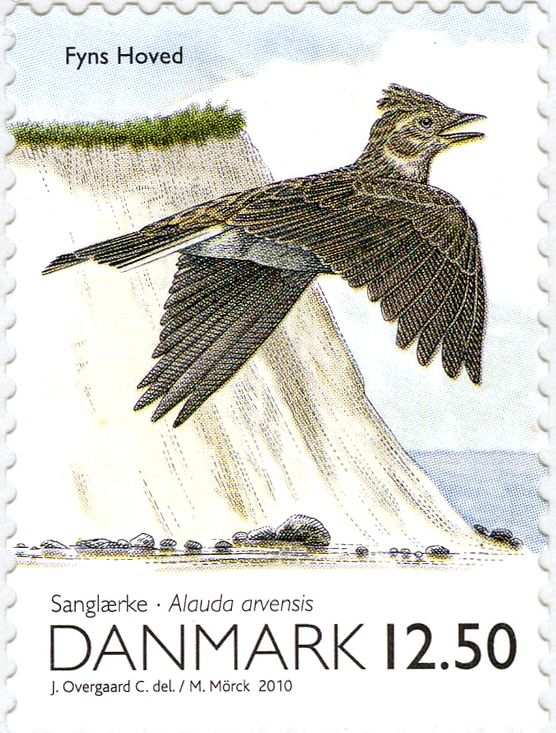 Eurasian Skylark (Alauda arvensis)