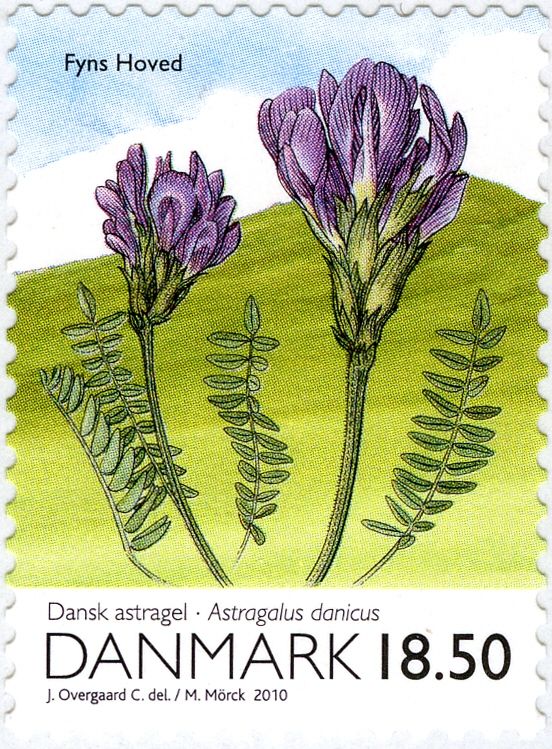 Purple Milk-vetch (Astragalus danicus)