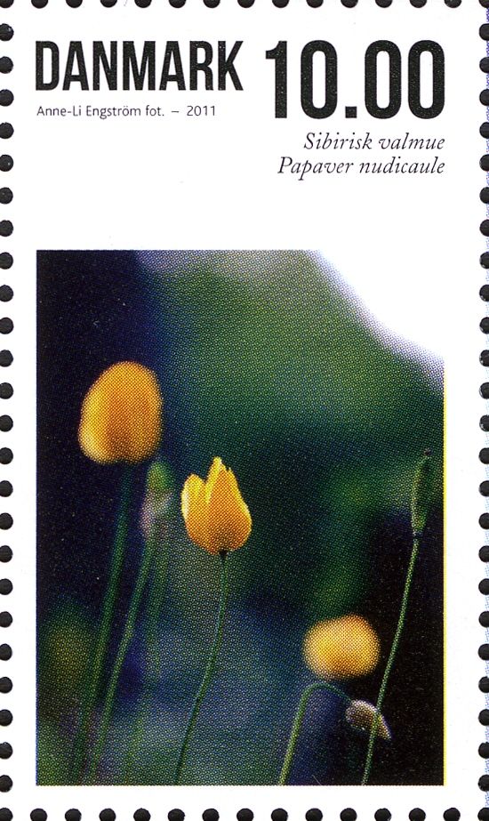 Papaver nudicaule