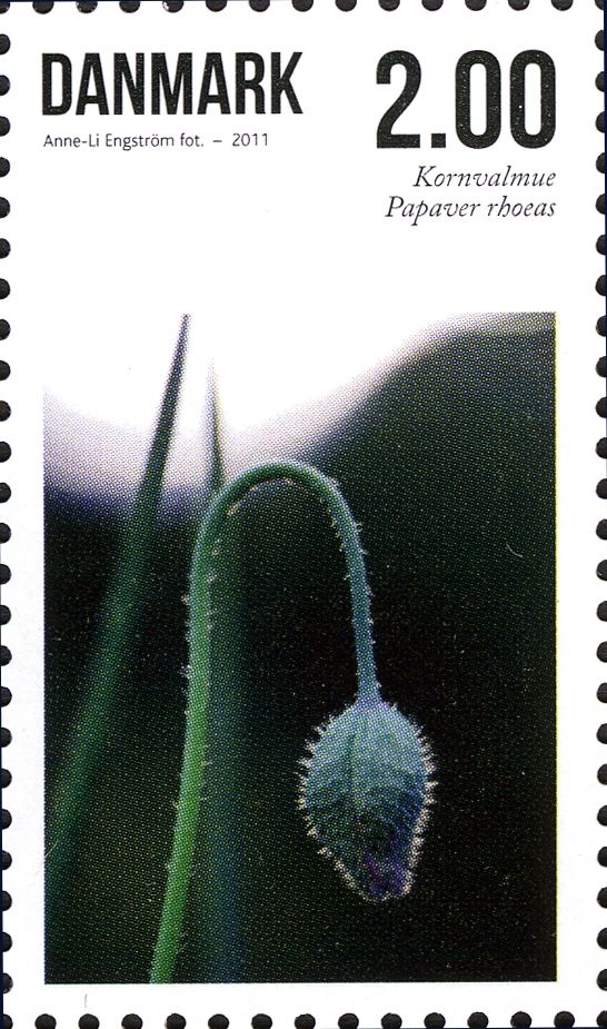 Papaver rhoeas