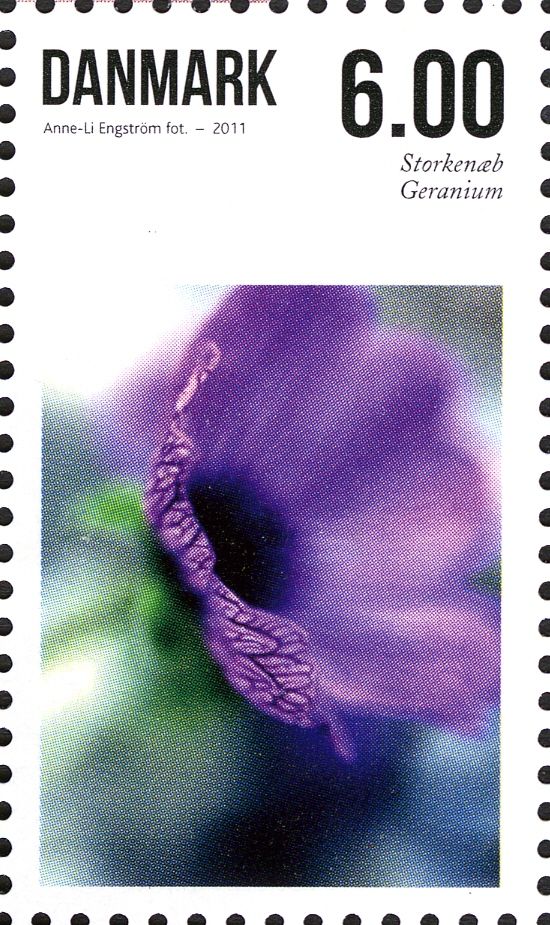 Geranium sp.