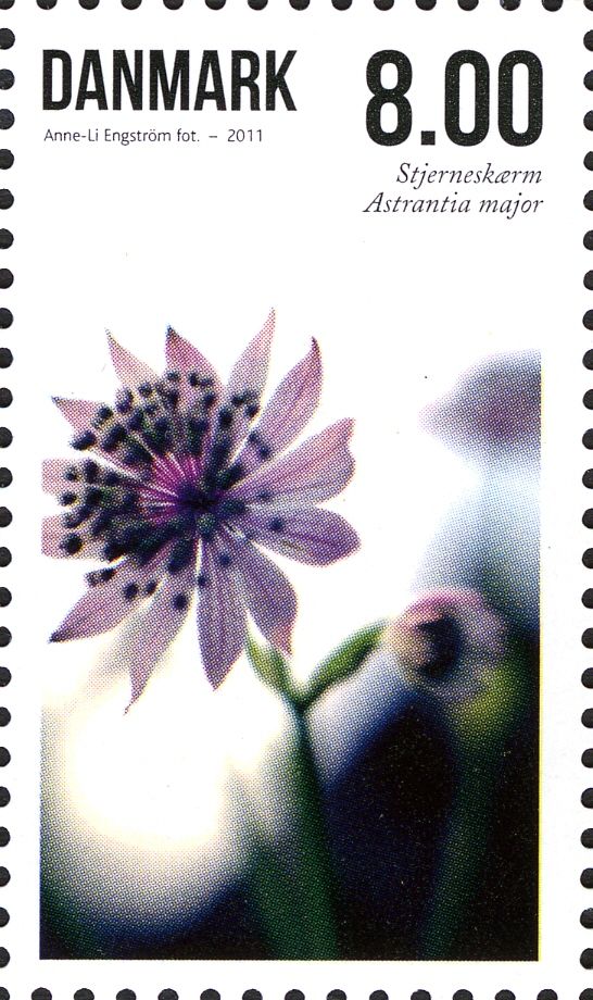 Astrantia major