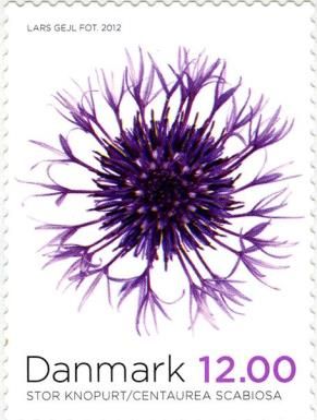 Centaurea scabiosa