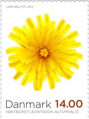 Autumn Hawkbit (Leontodon autuminalis)