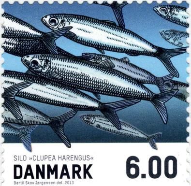 Atlantic Herring (Clupea harengus)