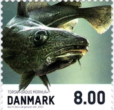 Atlantic Cod (Gadus morhua)