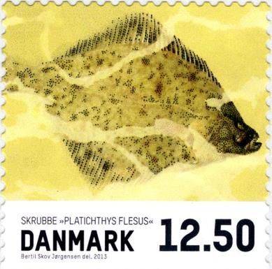 European Flounder (Platichthys flesus)