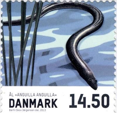 European Eel (Anguilla anguilla)
