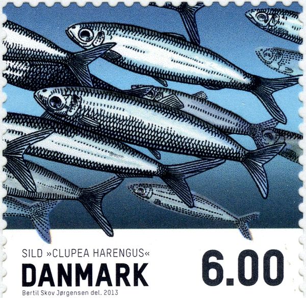 Atlantic Herring (Clupea harengus)