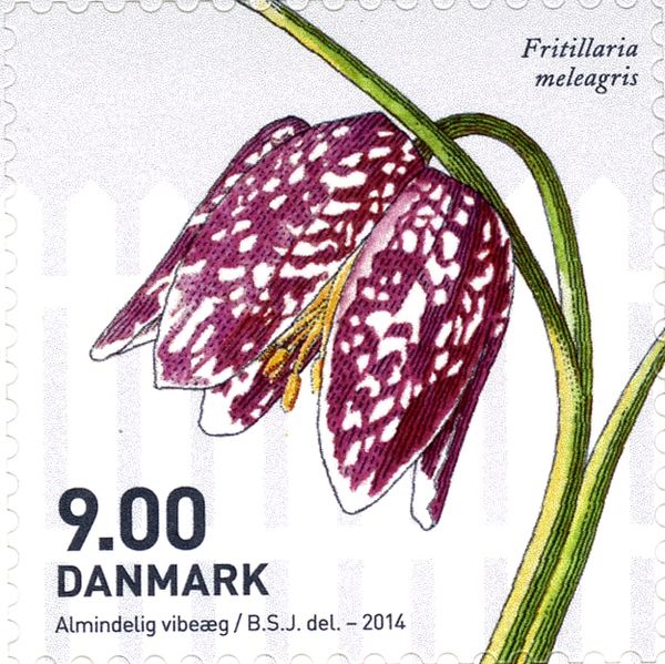 Fritillaria meleagris 