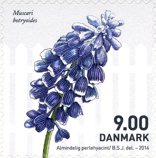 Muscari botryoides