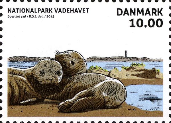 Harbour Seal (Phoca vitulina)