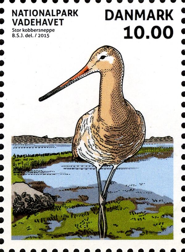 Black-tailed Godwit (Limosa limosa)